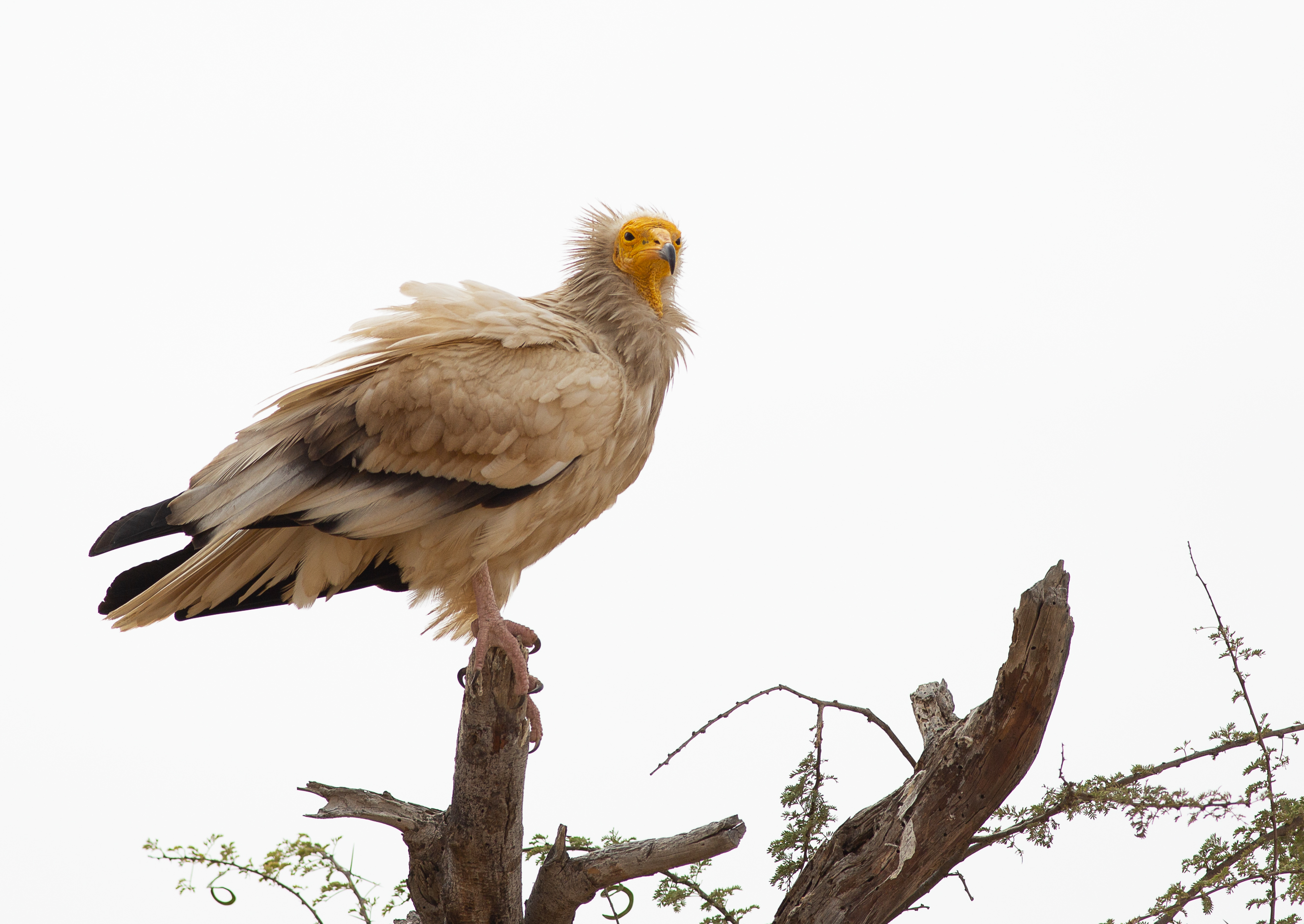 Egyptian vulture