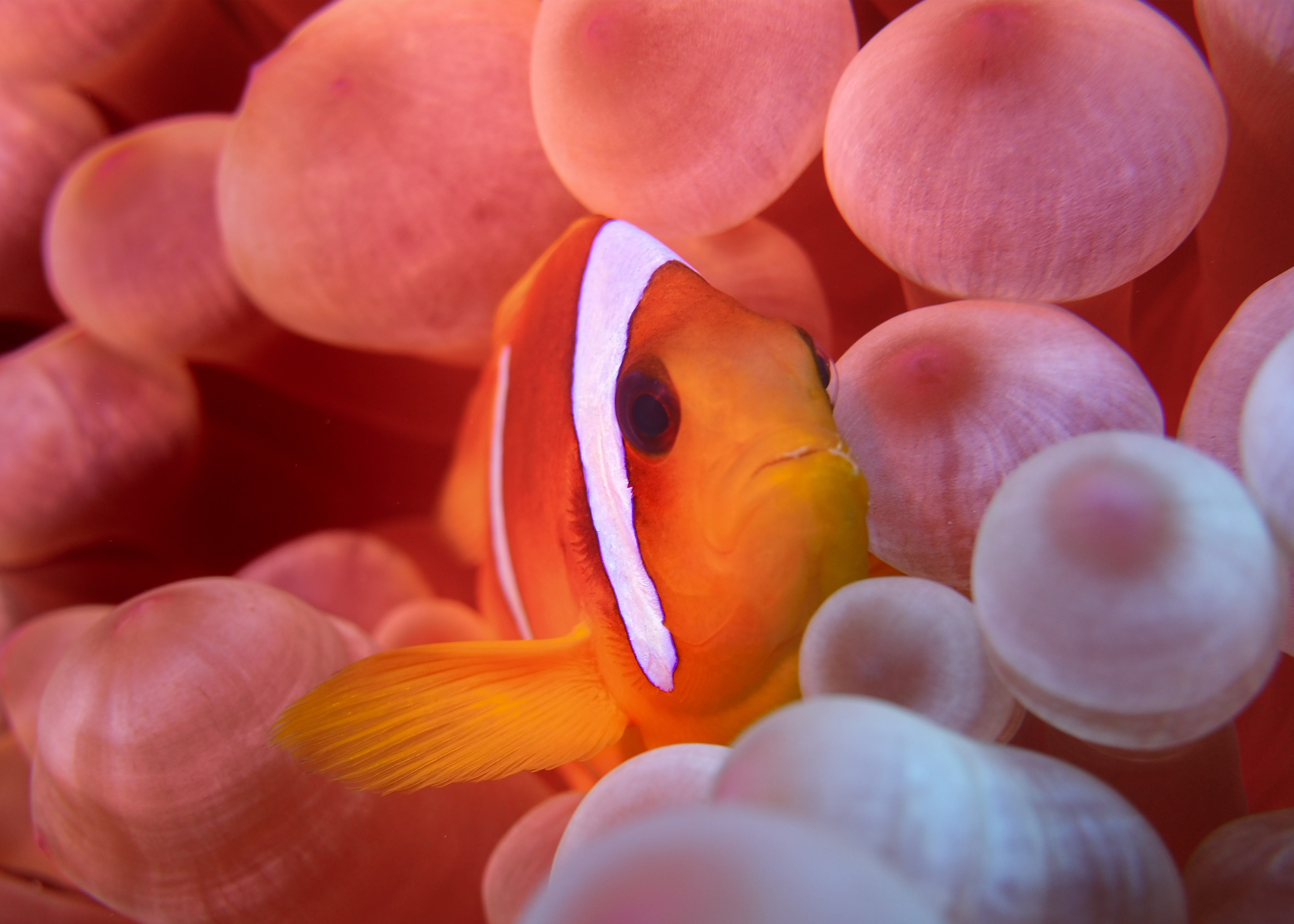 Clown Fish inside Anemone