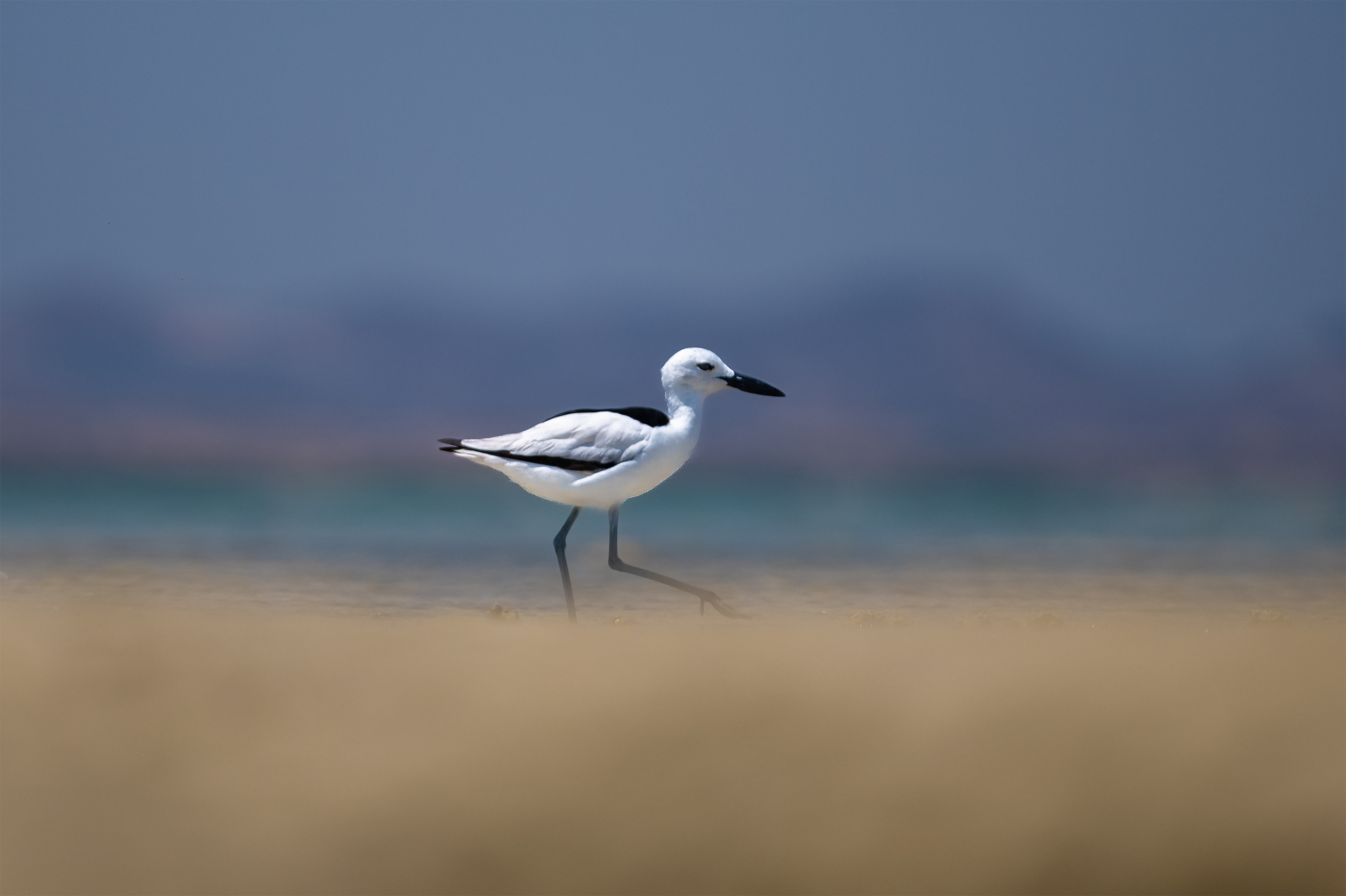 الحنكور