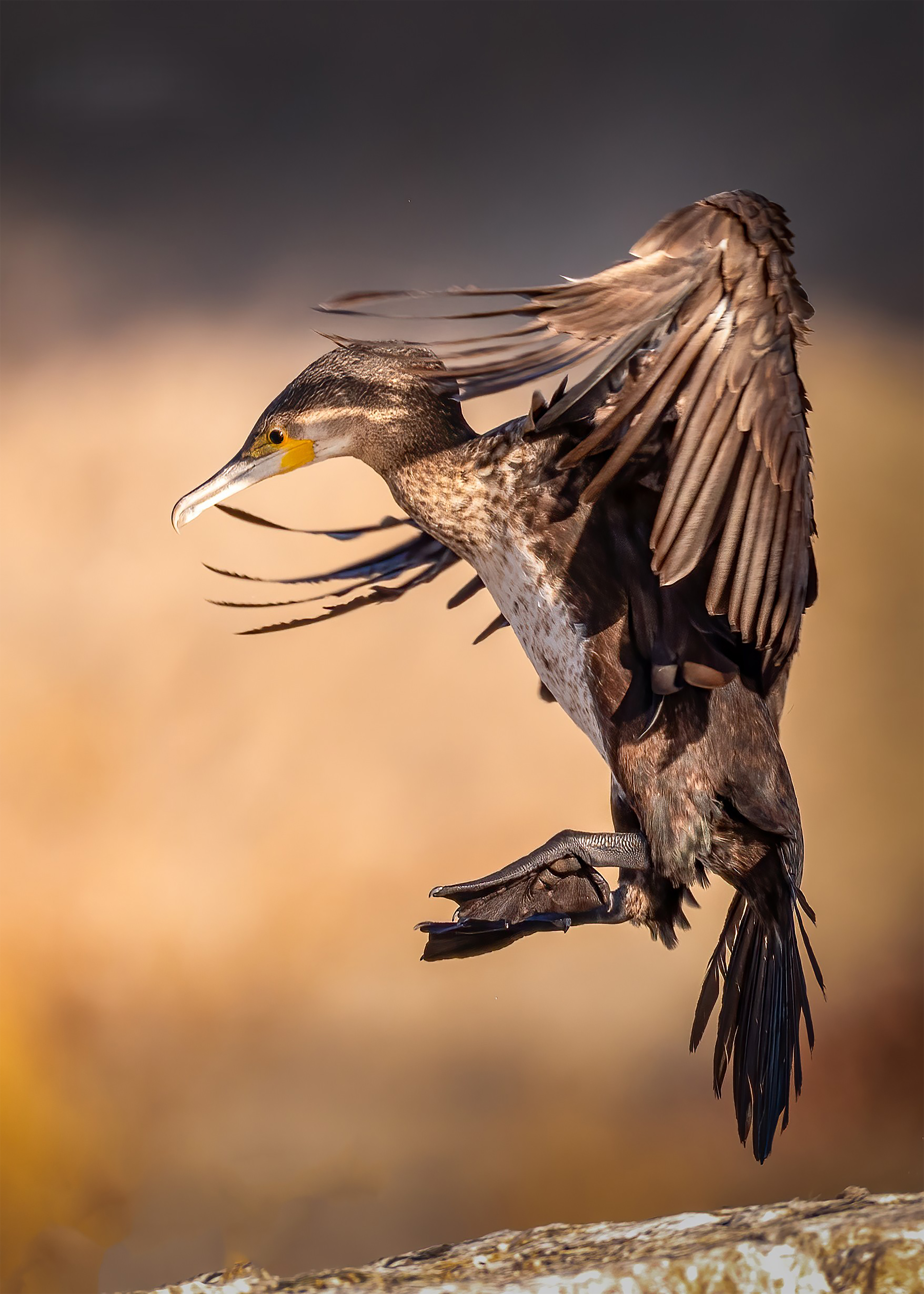 الغاق الكبير - Great Cormorant