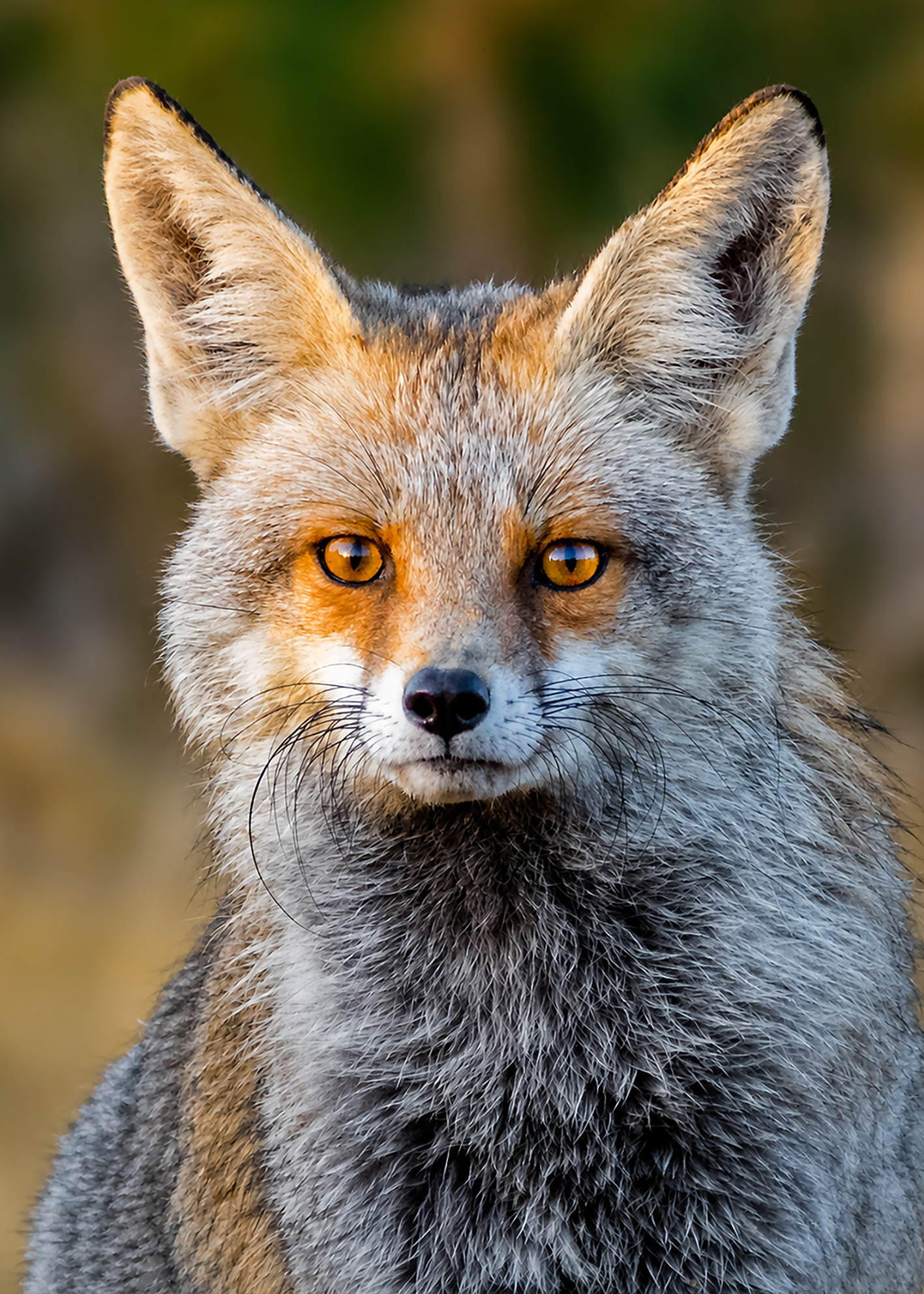Red Fox