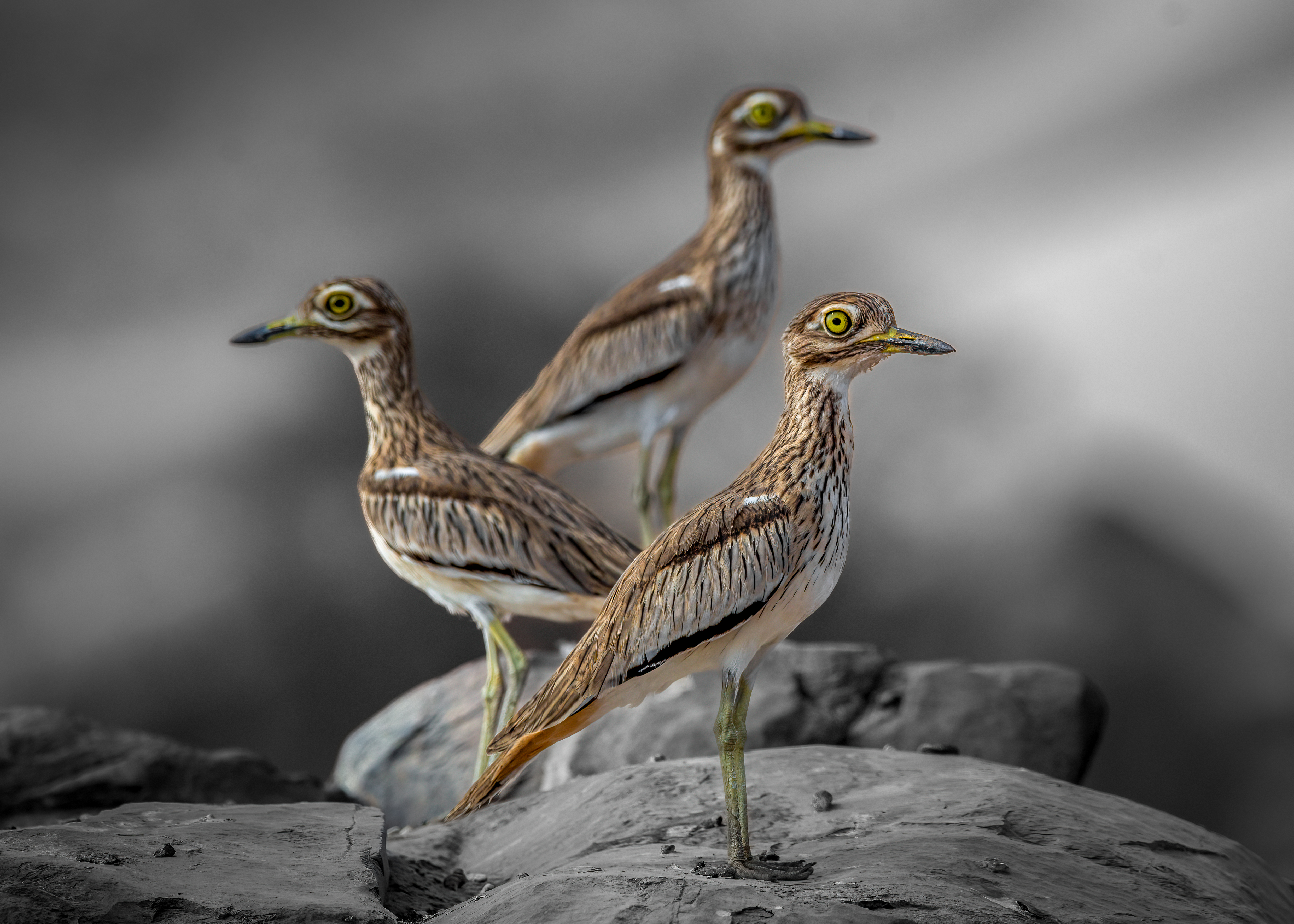 الكروان -  Senegal thick knee