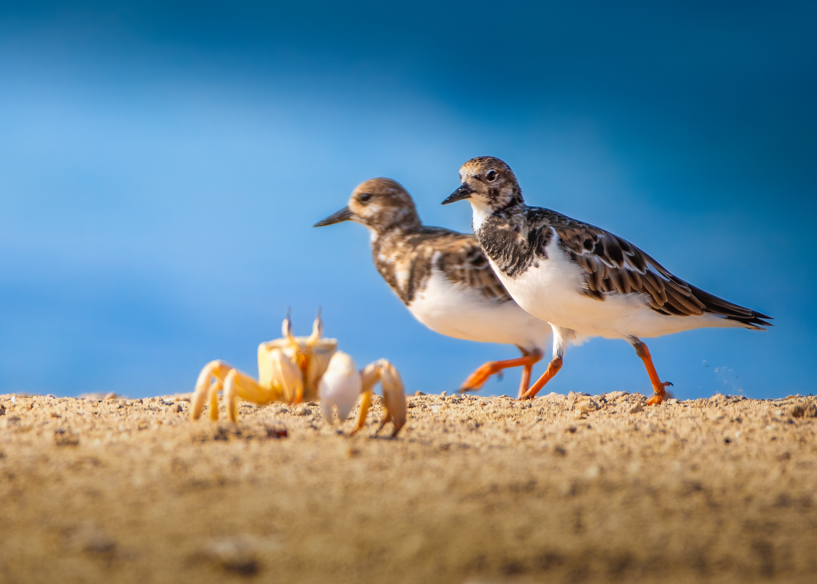 Turnstone 
