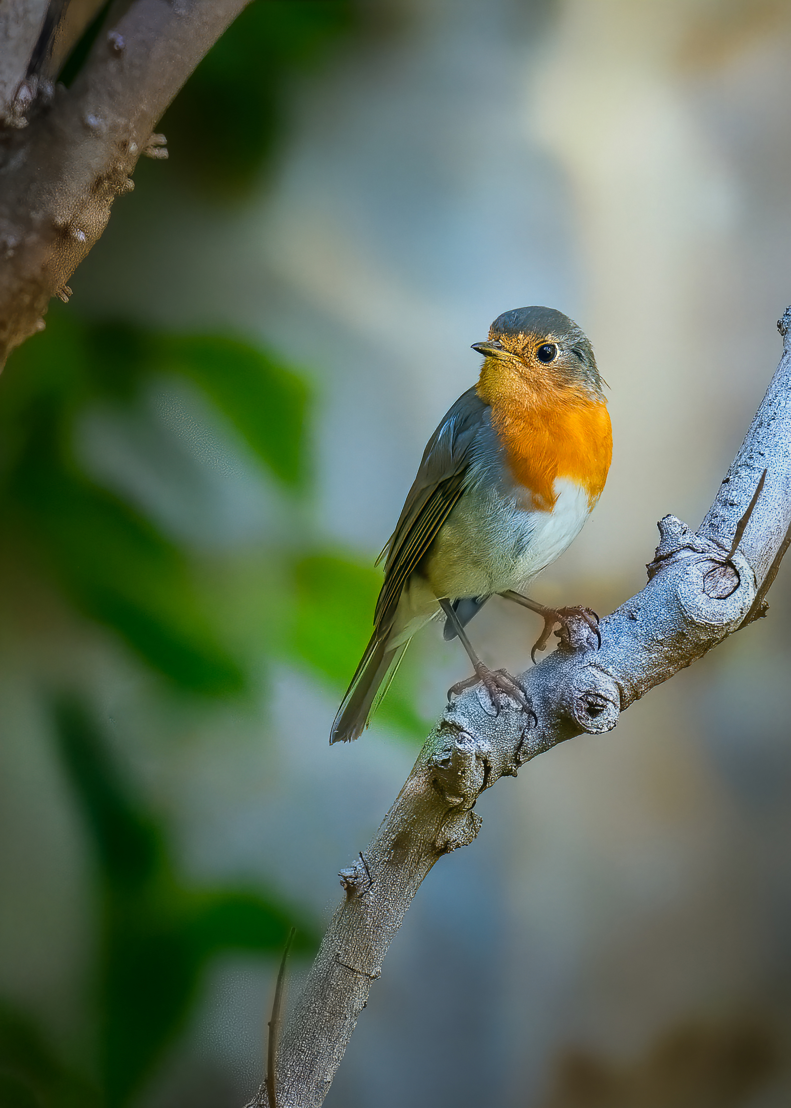 ابو الحناء  European Robin