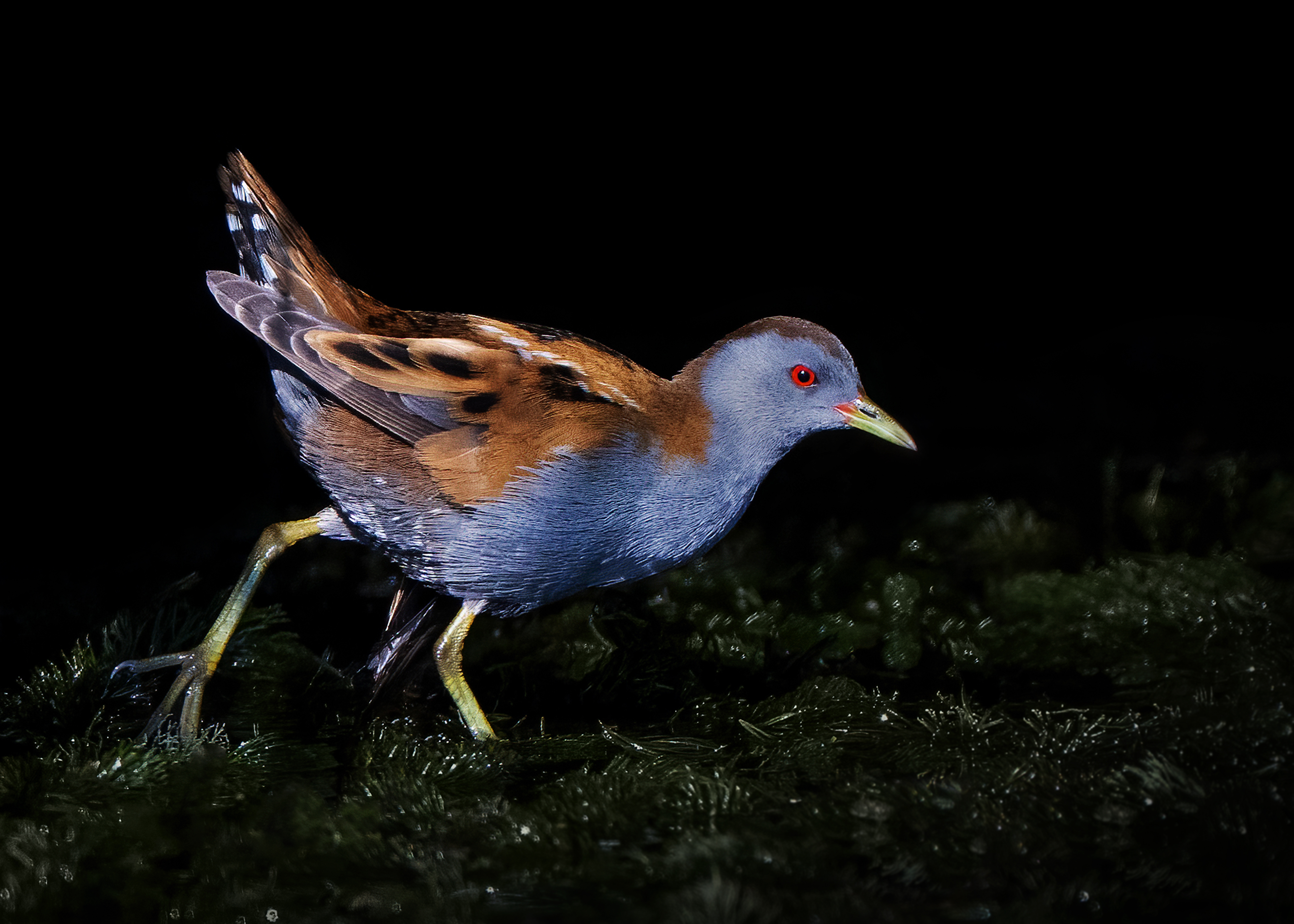 Australian Crake