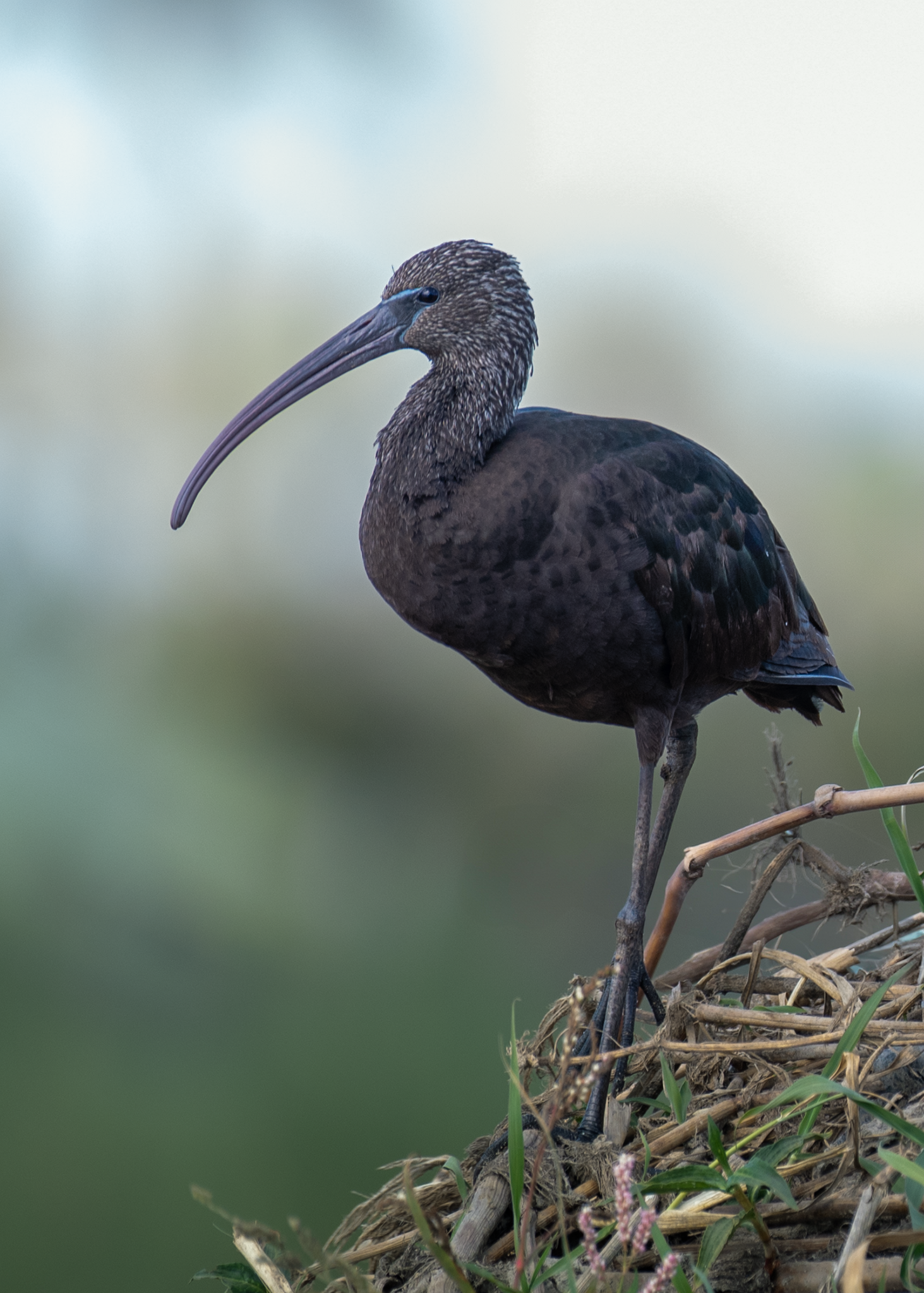  Glossy Ibis