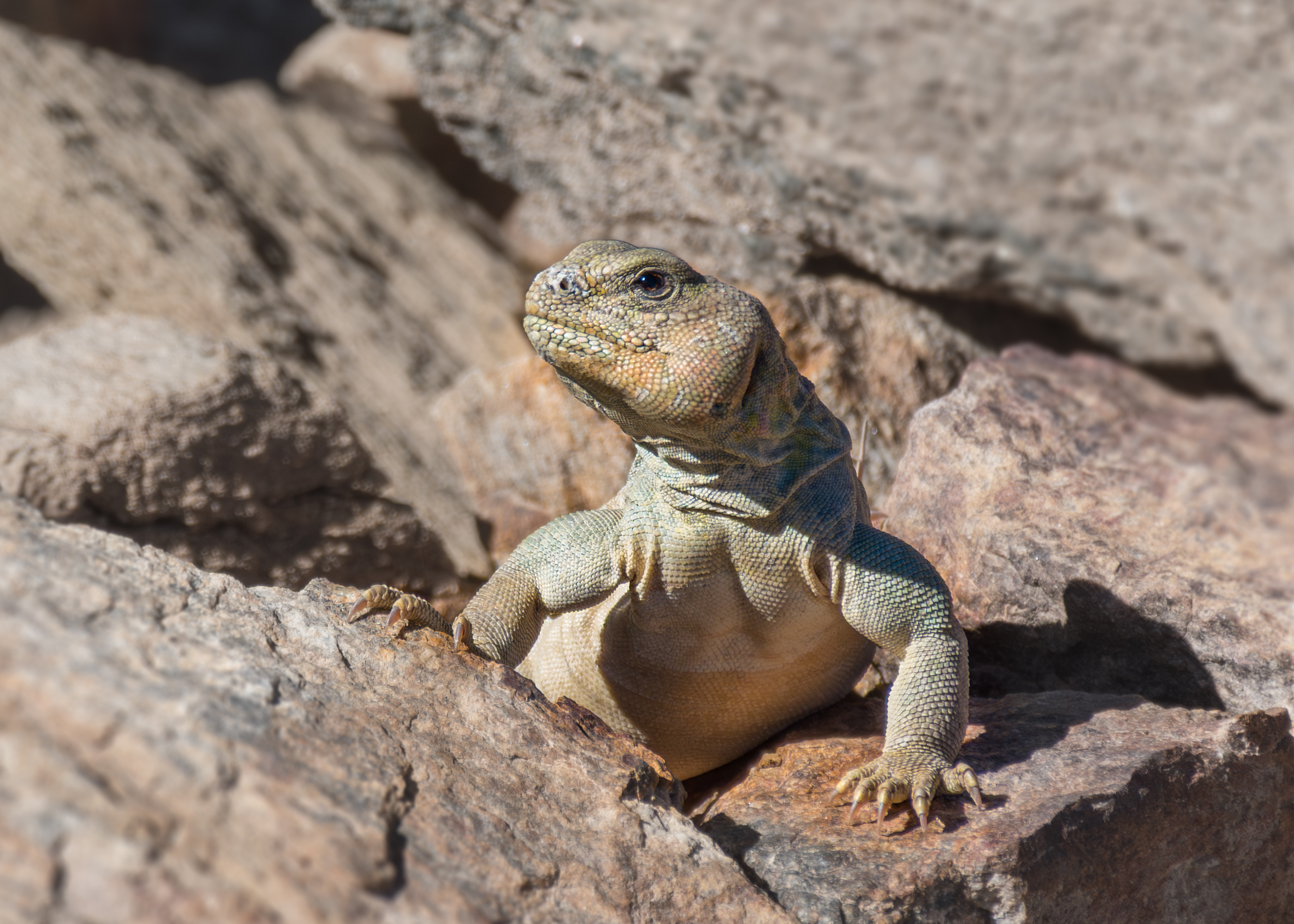  الضب المصرى Egyptian  Spiny-tailed  Lizard