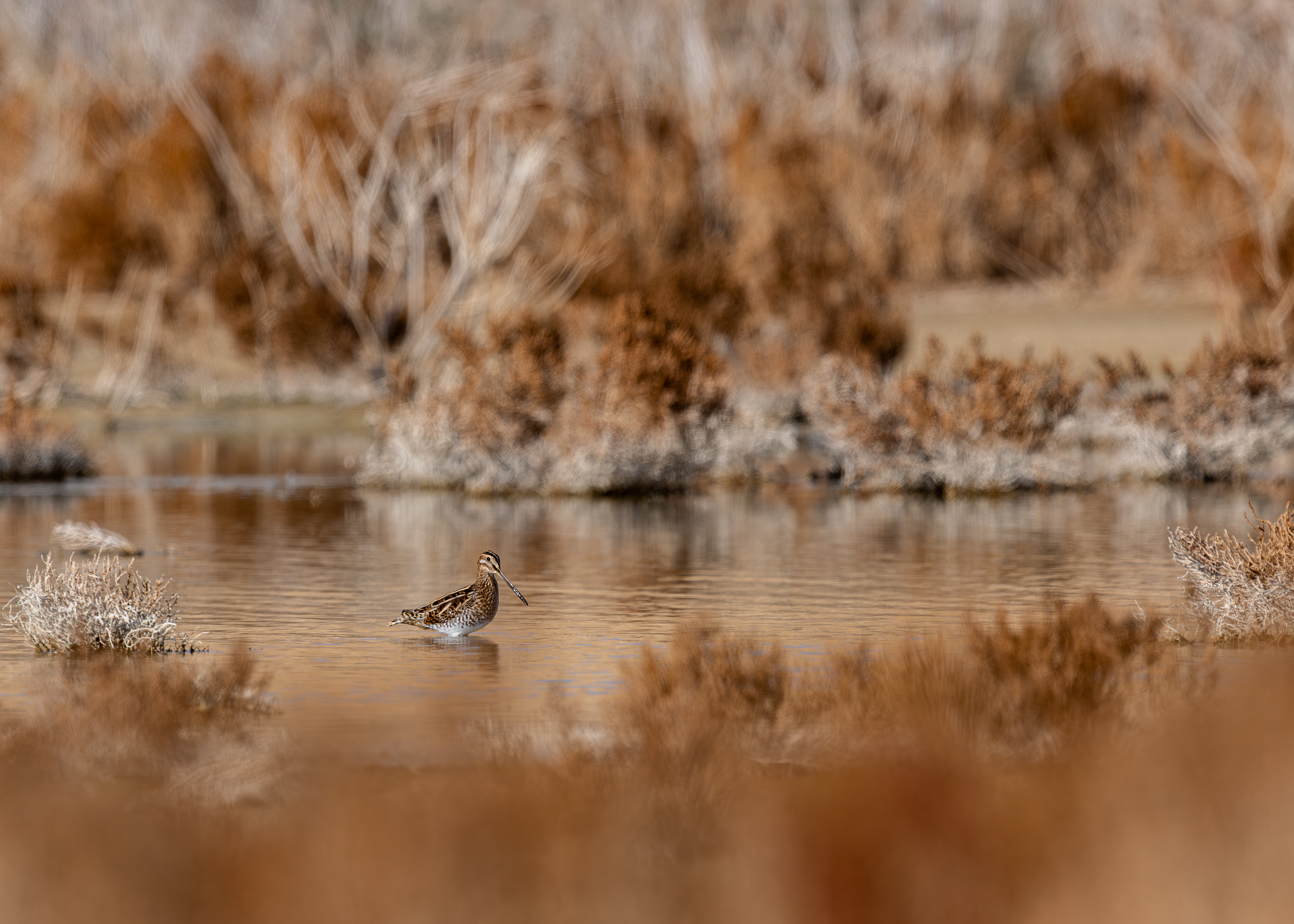 Common Snipe