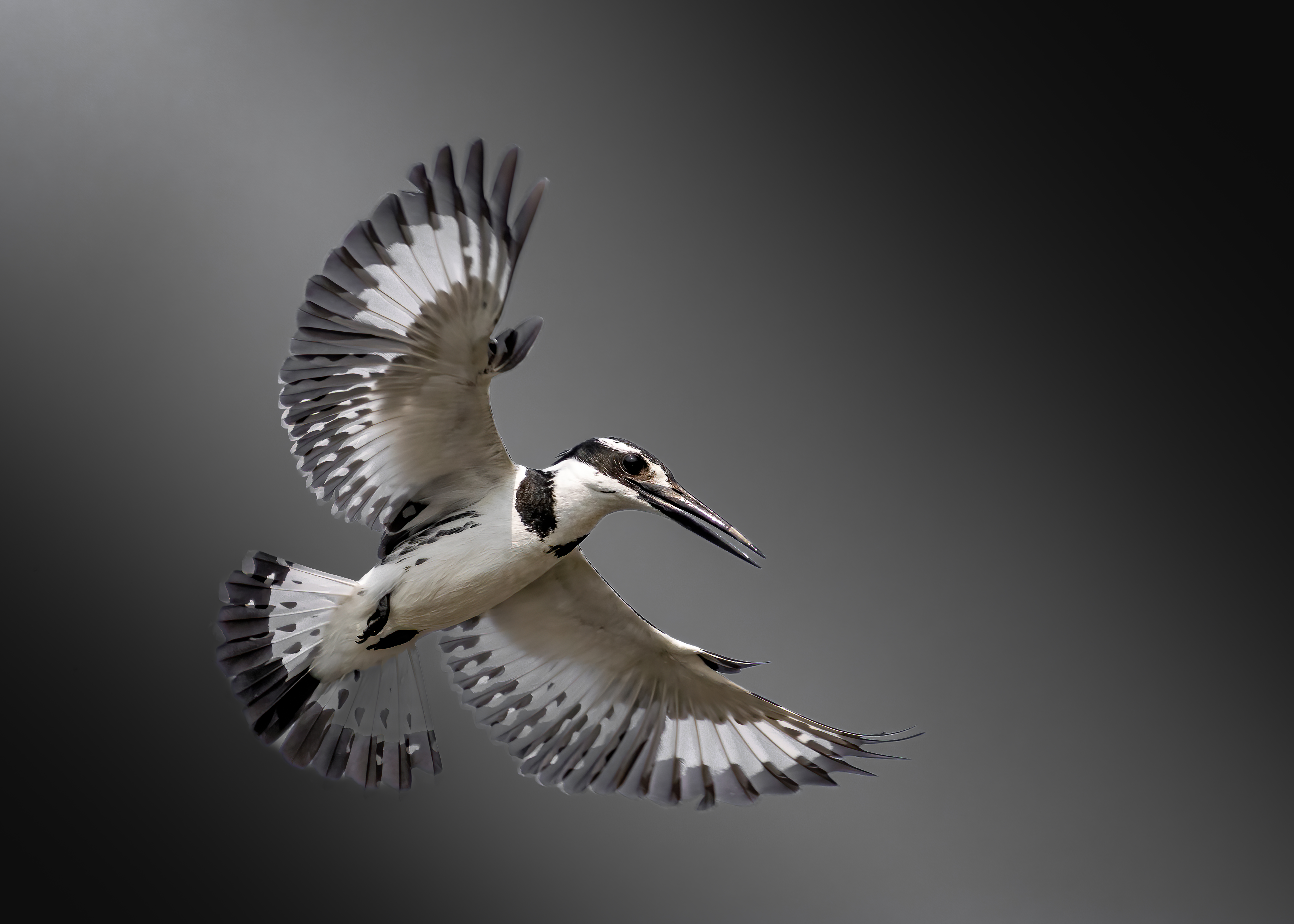 pied kingfisher