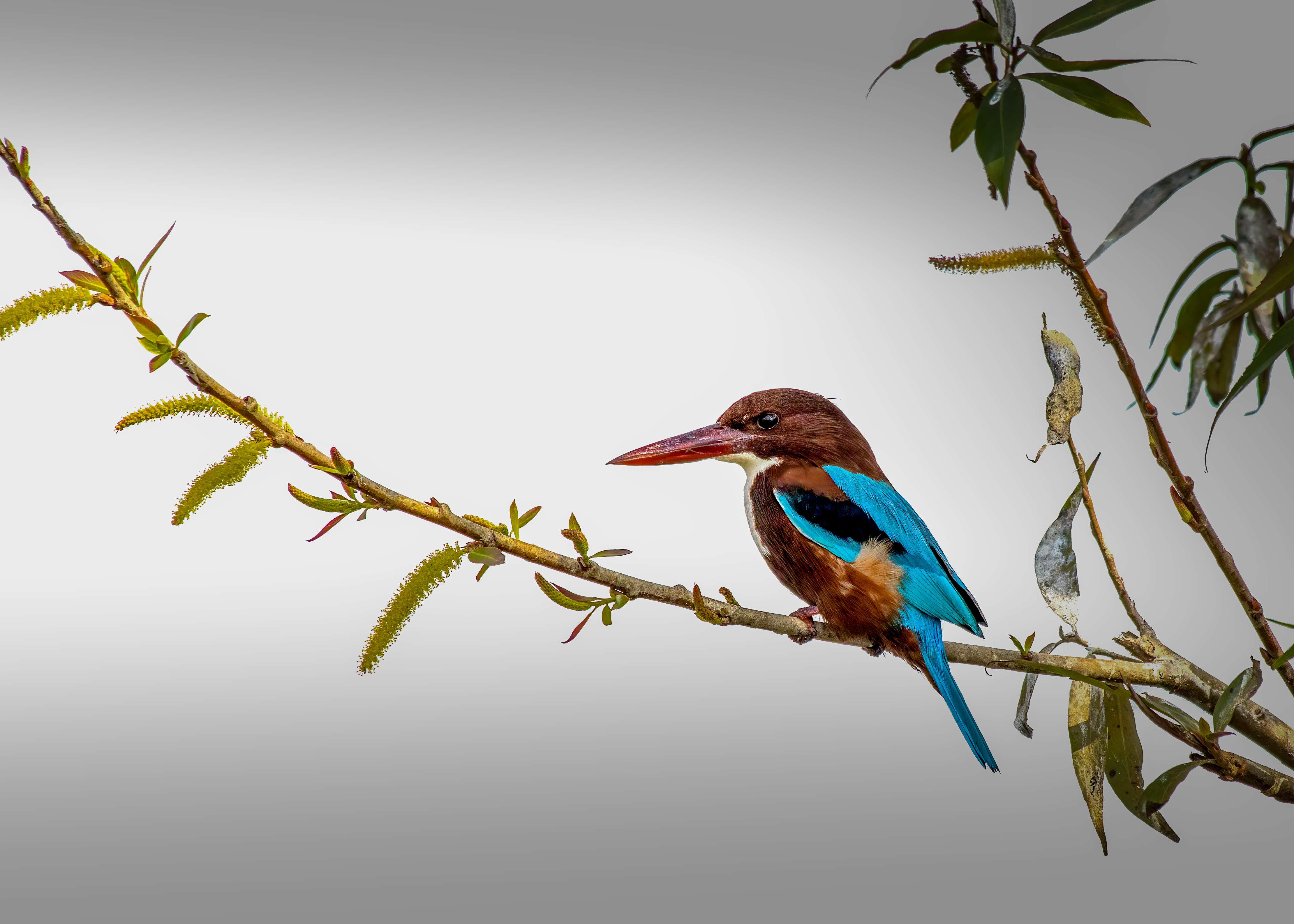 White throated kingfisher