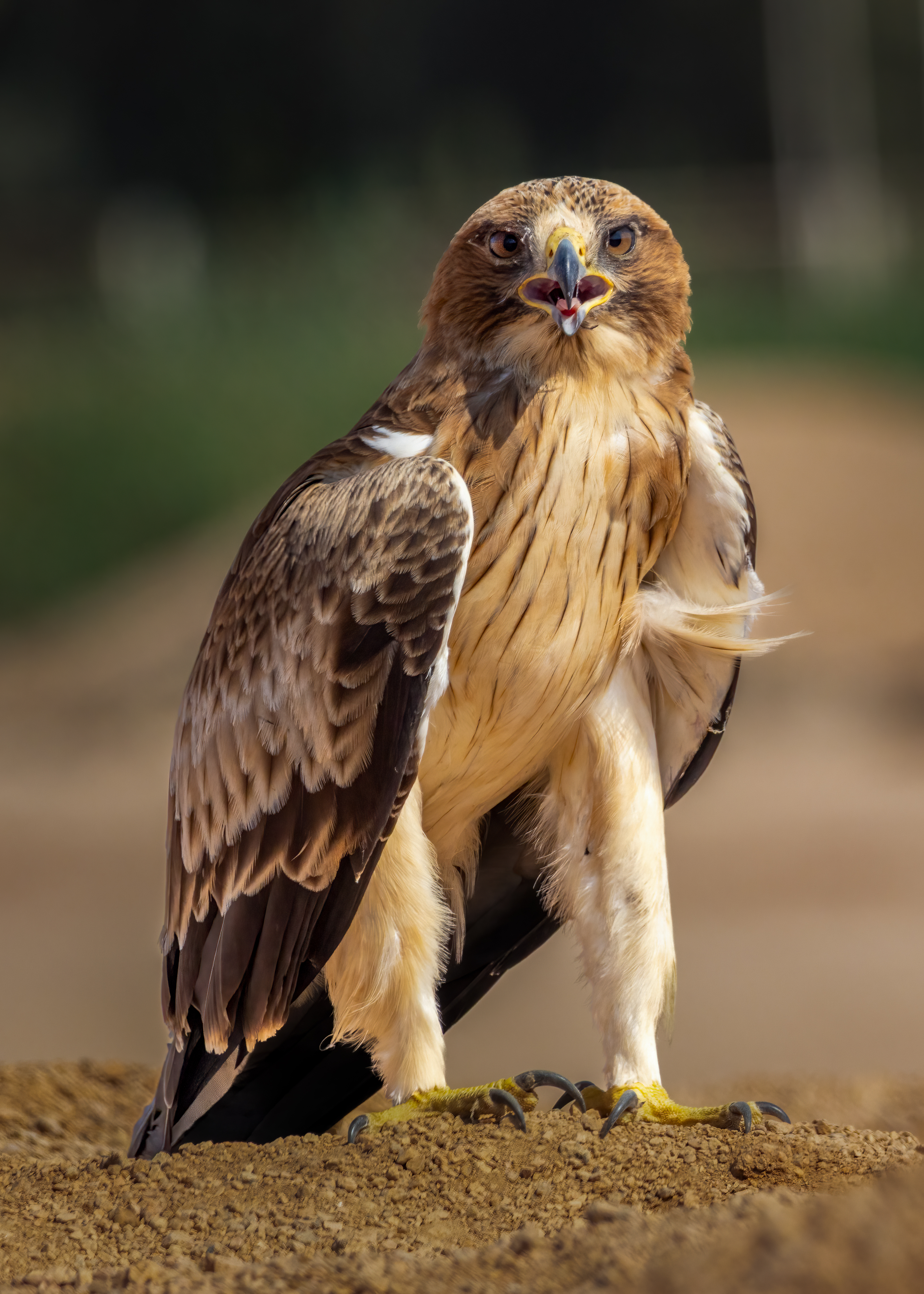 العقاب المنتعلة Booted Eagle
