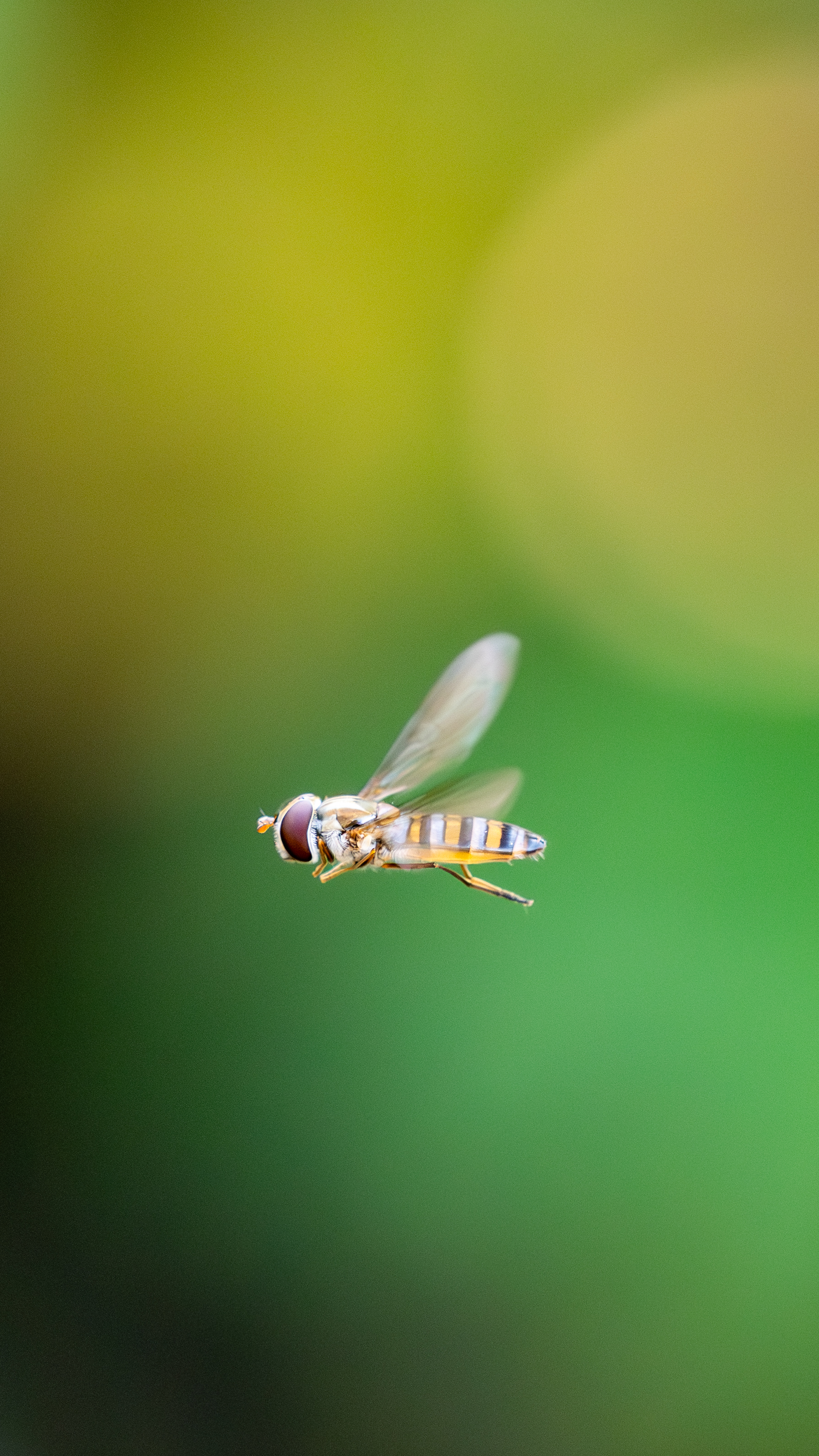 Marmalade Hoverfly