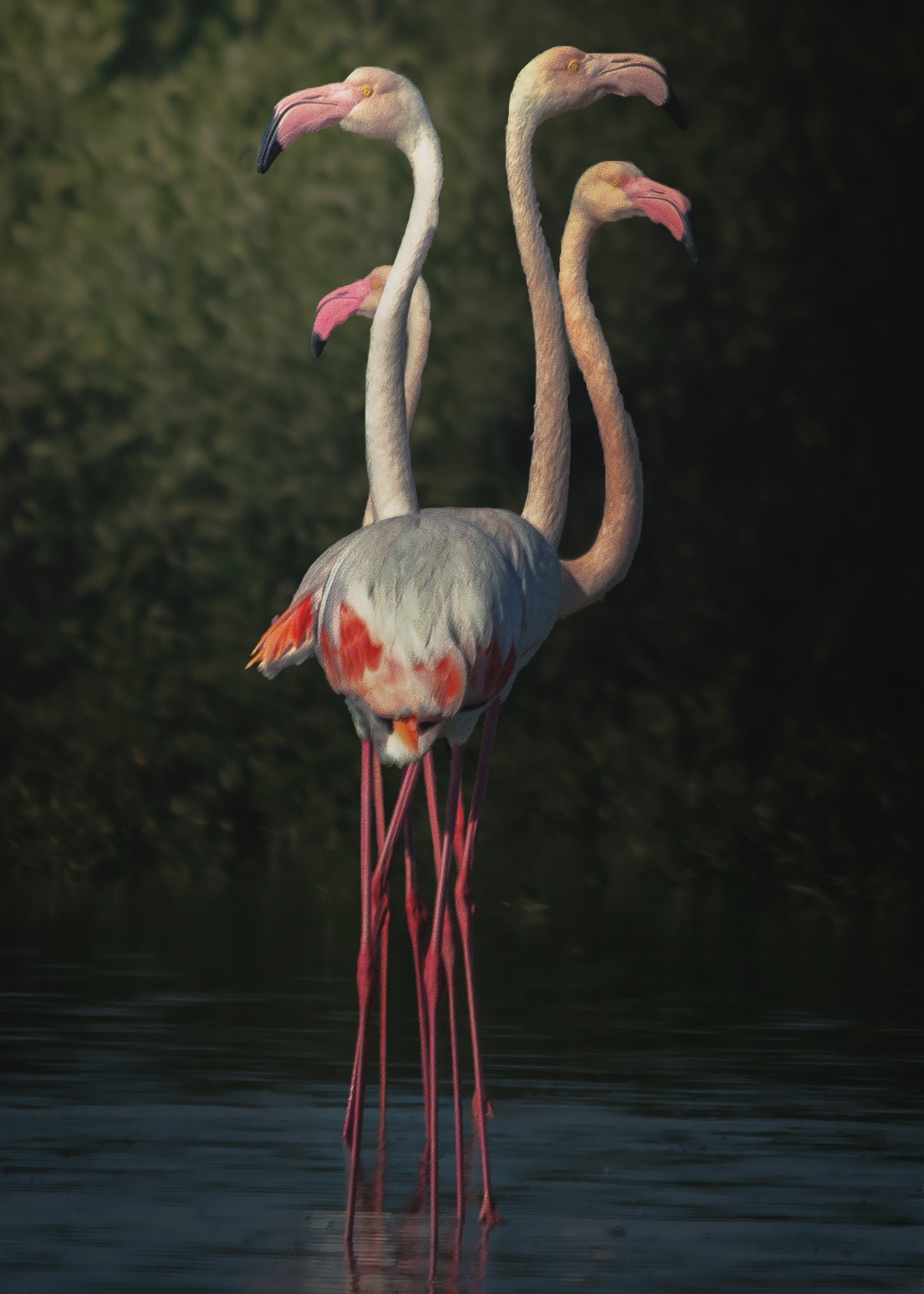 Flamingo