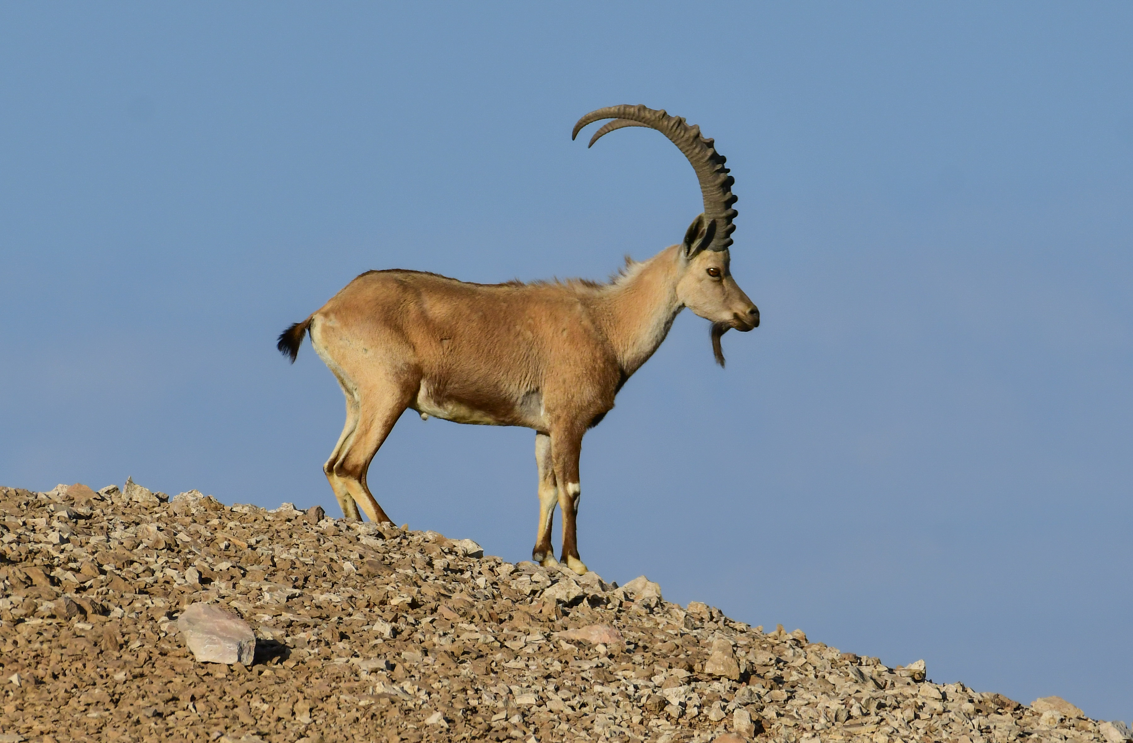 Nubian ibex  الوعل النوبى 