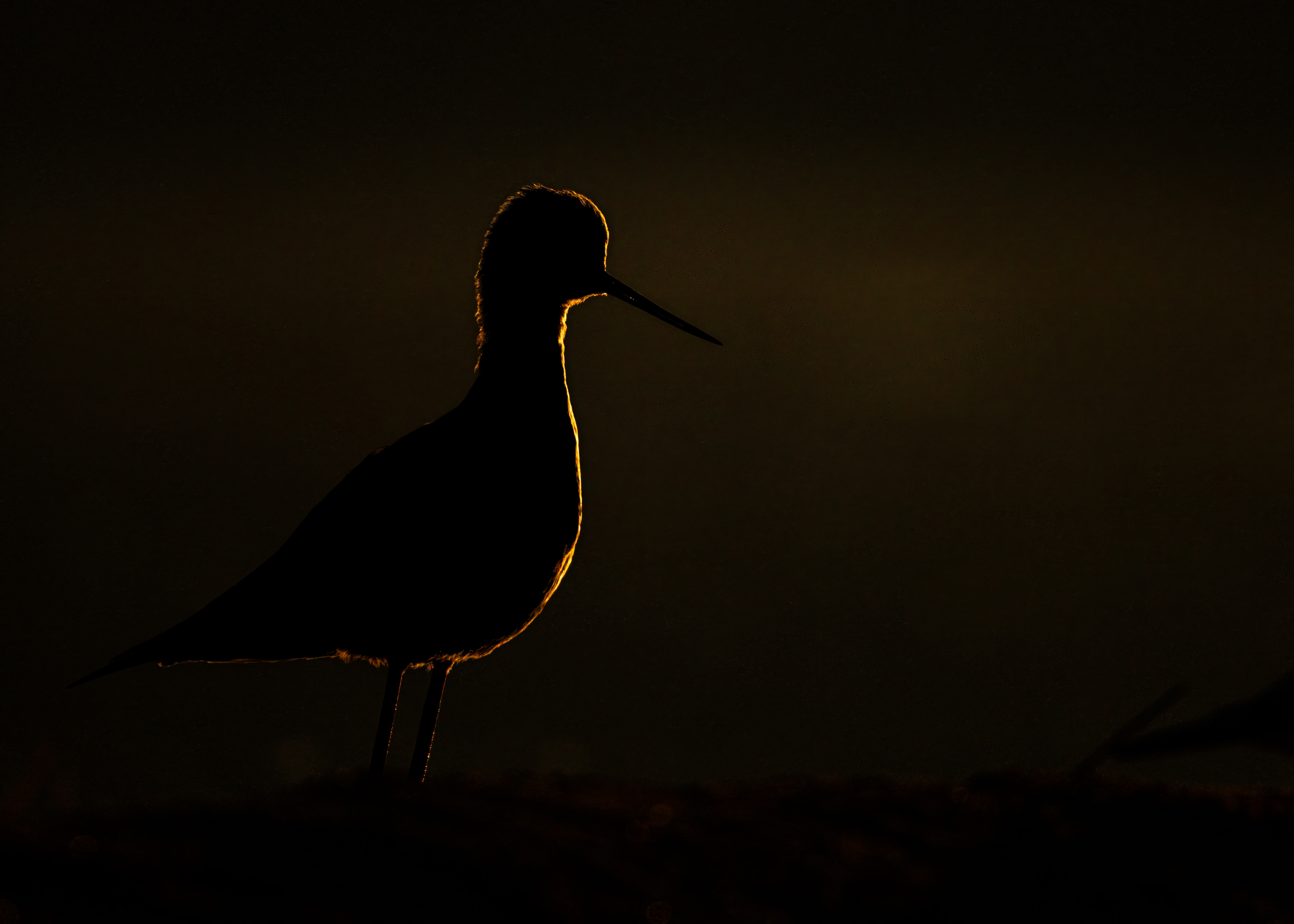 The black-winged stilt