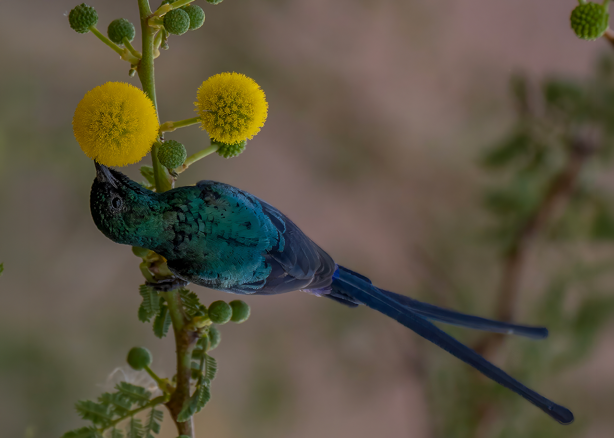 Nile Valley SunBird