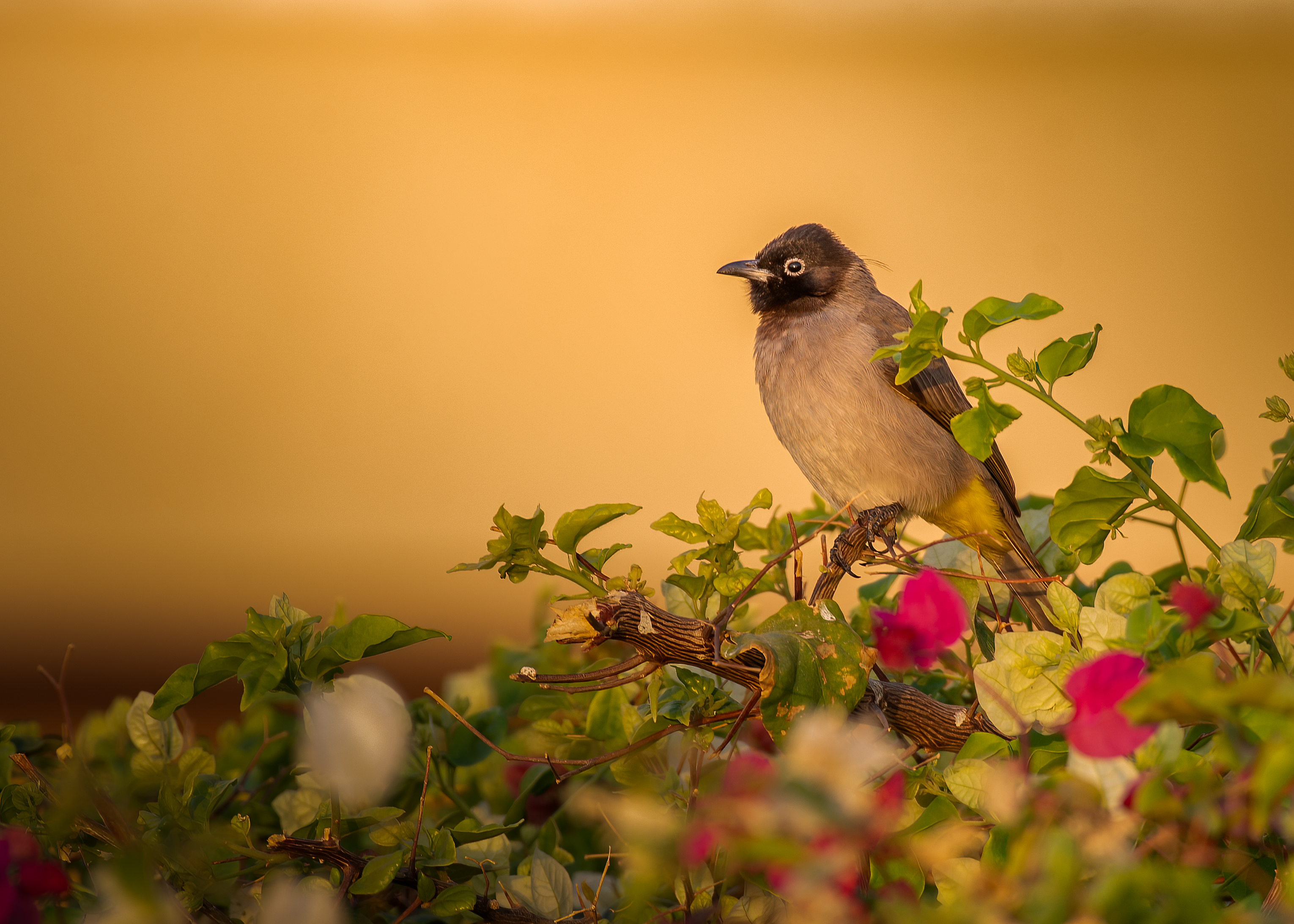 white-spectacled bulbul