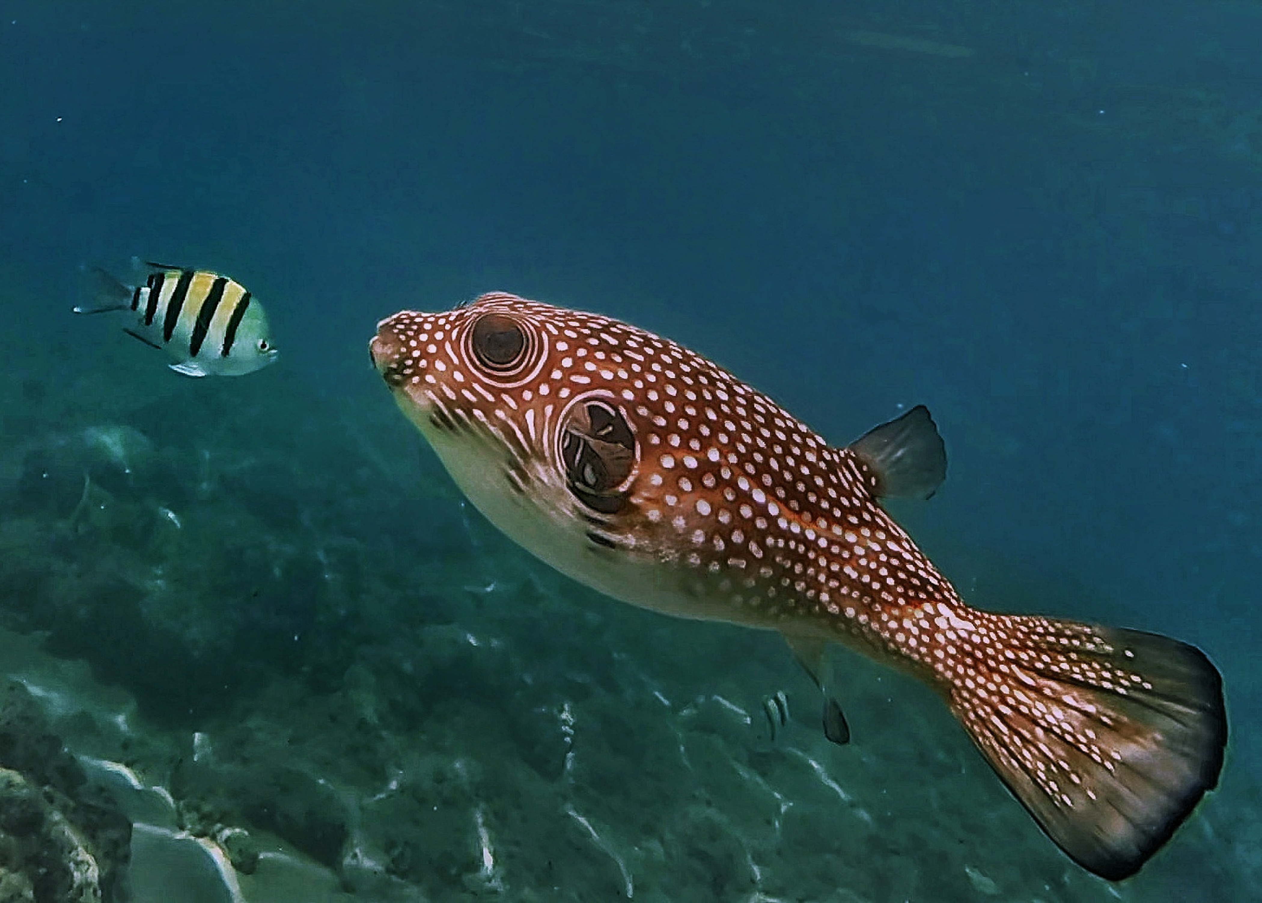 White spotted puffer, Sergeant major